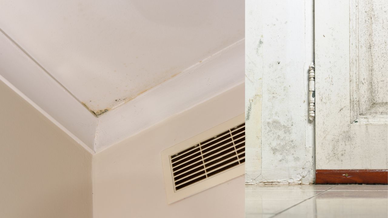 Bolor negro em parede de casa de banho mostrando danos causados por humidade excessiva